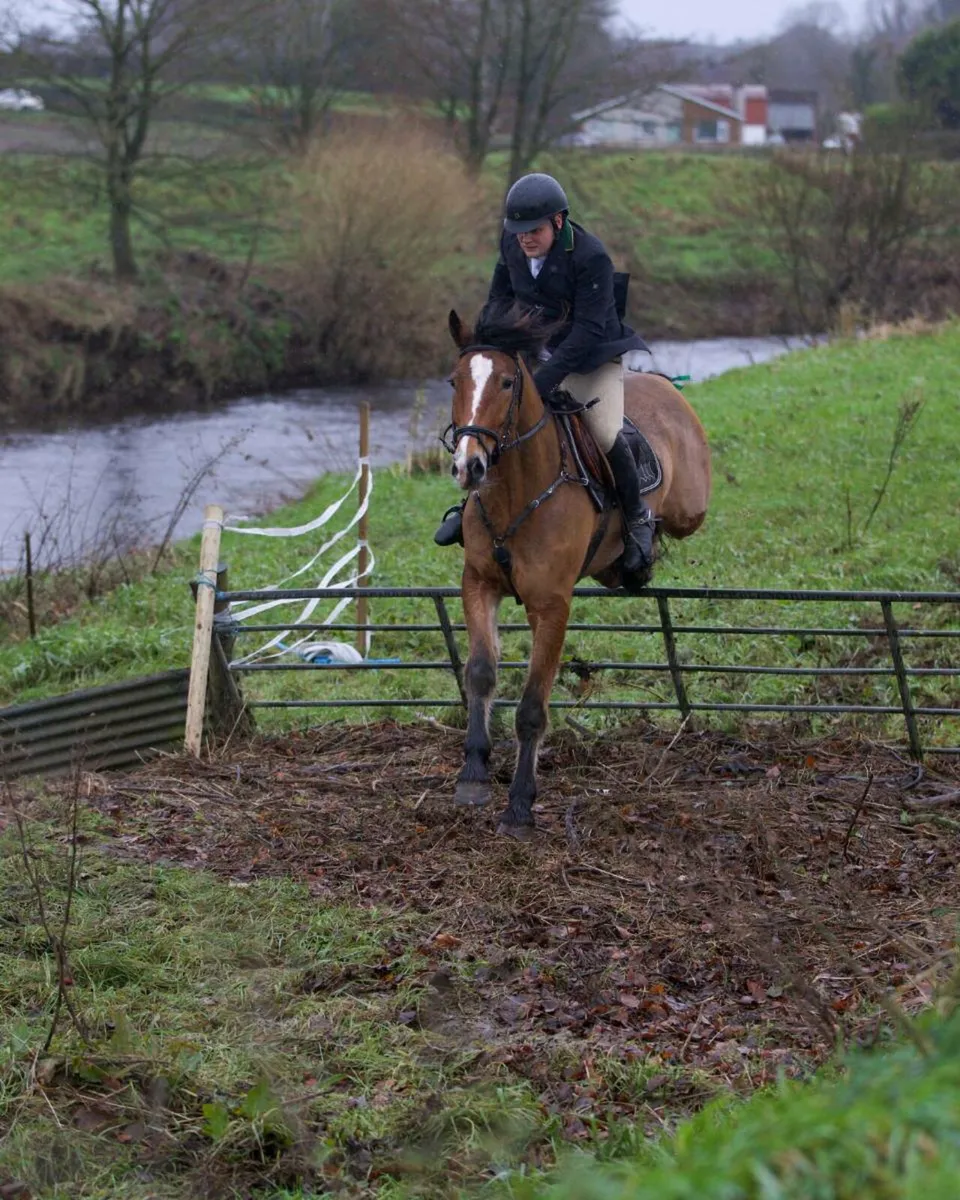 Cob x sport horse - Image 4