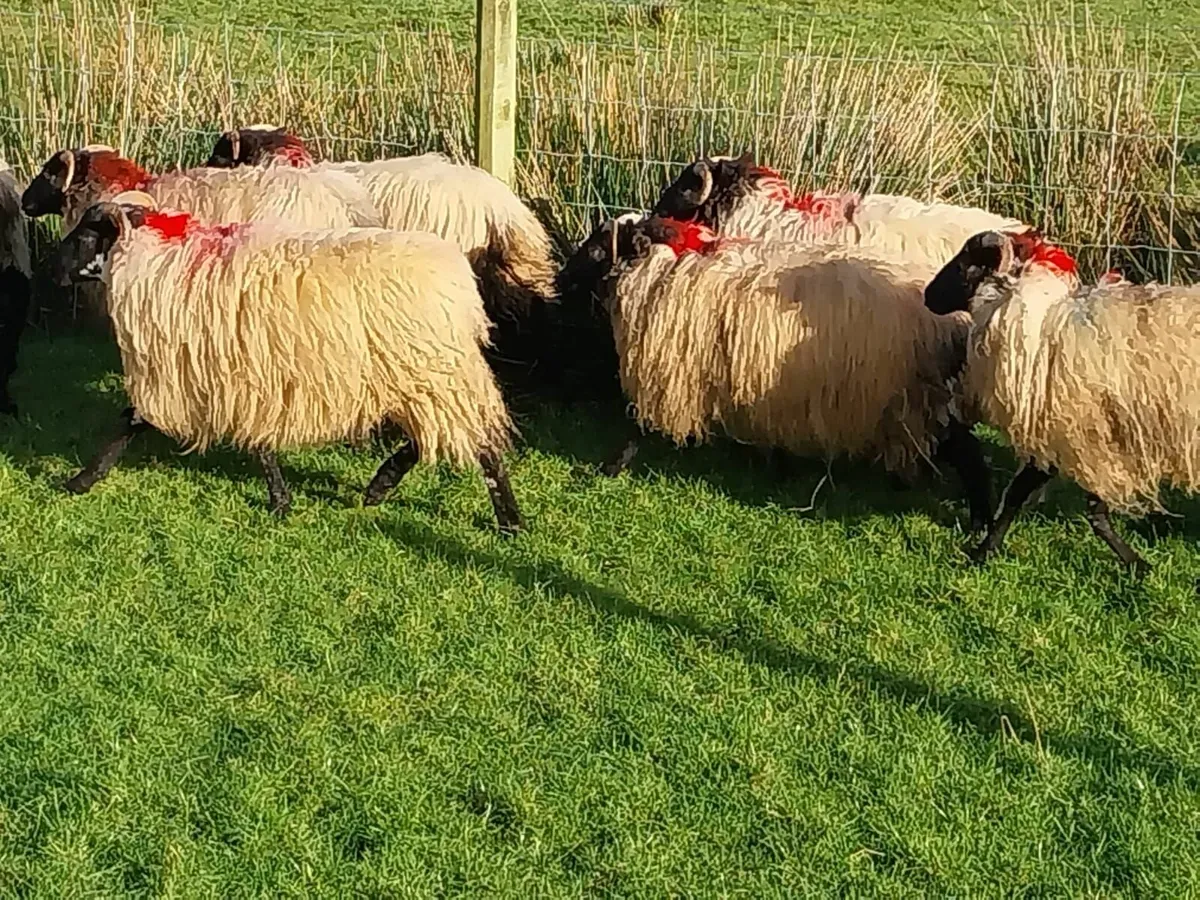 Ewe lambs - Image 1
