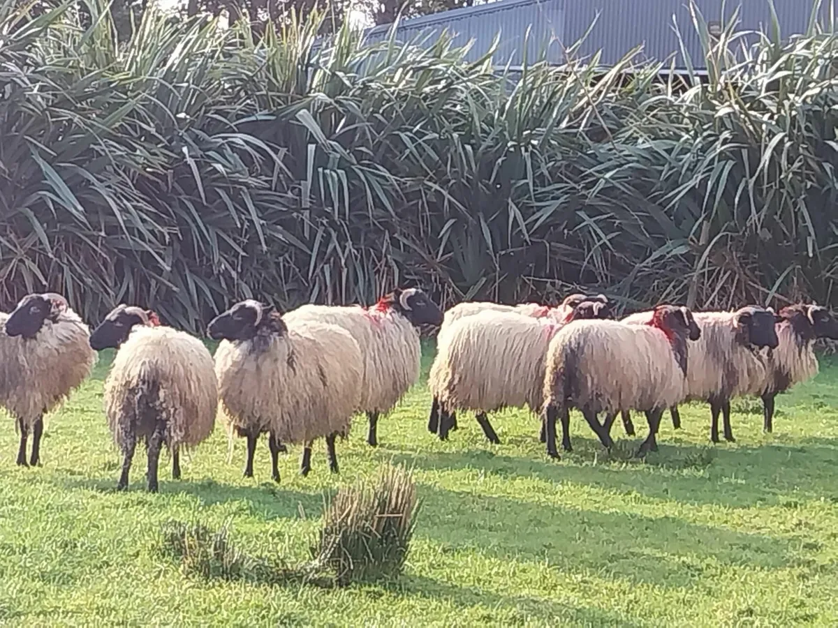 Ewe lambs - Image 2