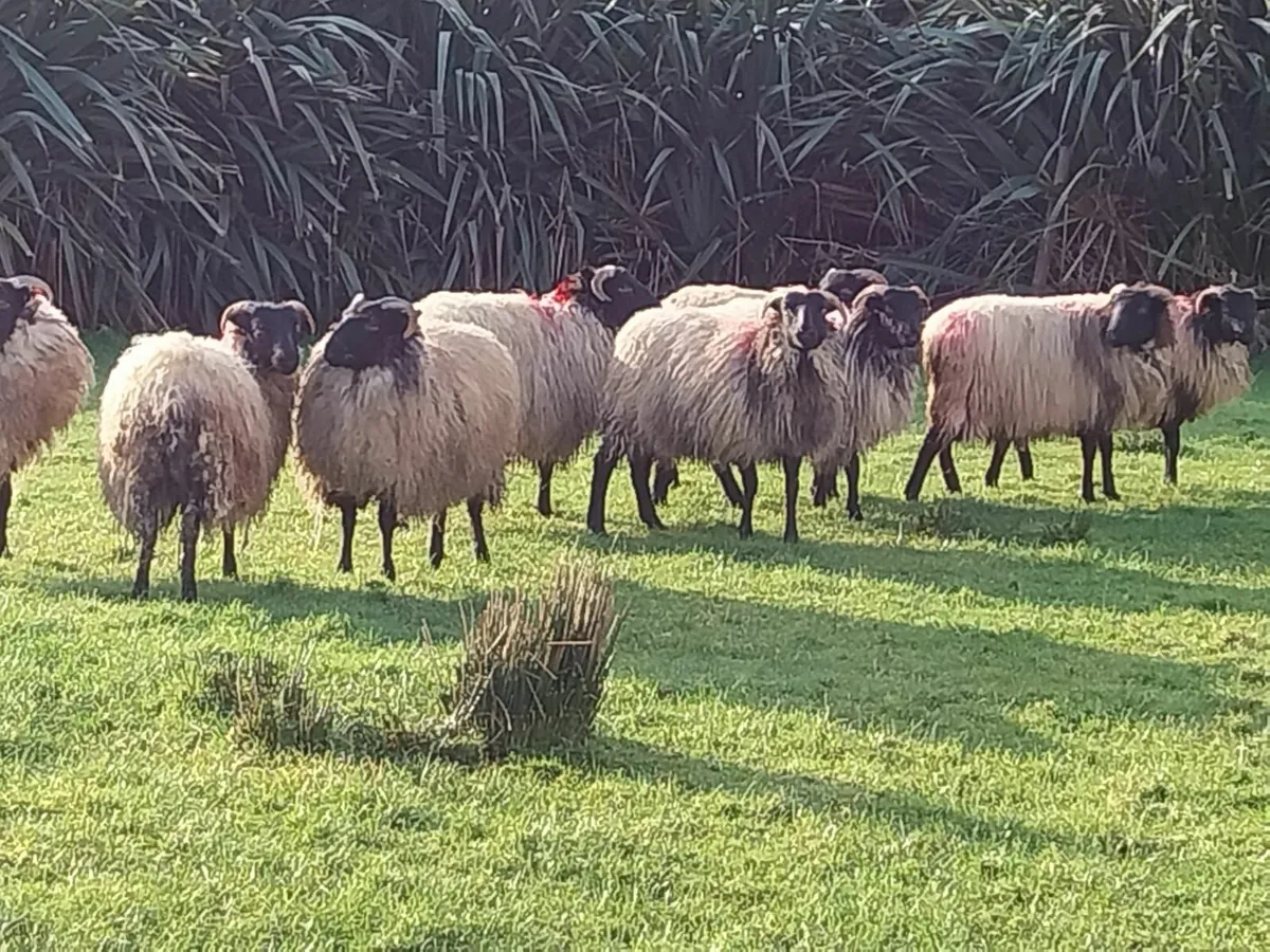 Ewe lambs - Image 3