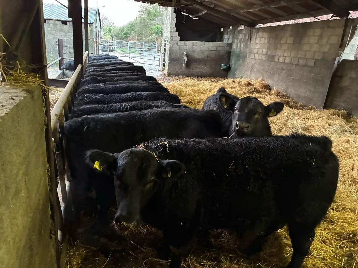 Aberdeen Angus Bulls - Image 2