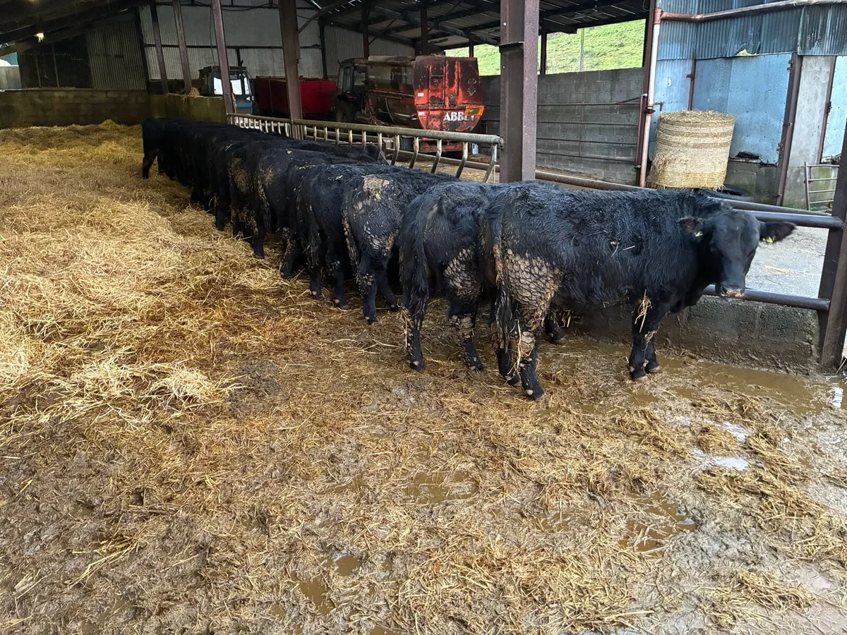 Aberdeen Angus Bulls - Image 3
