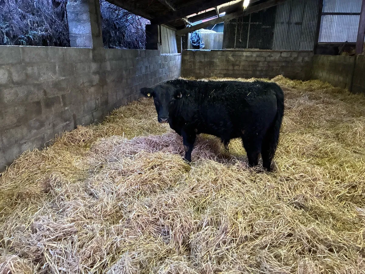 Aberdeen Angus Bulls - Image 4