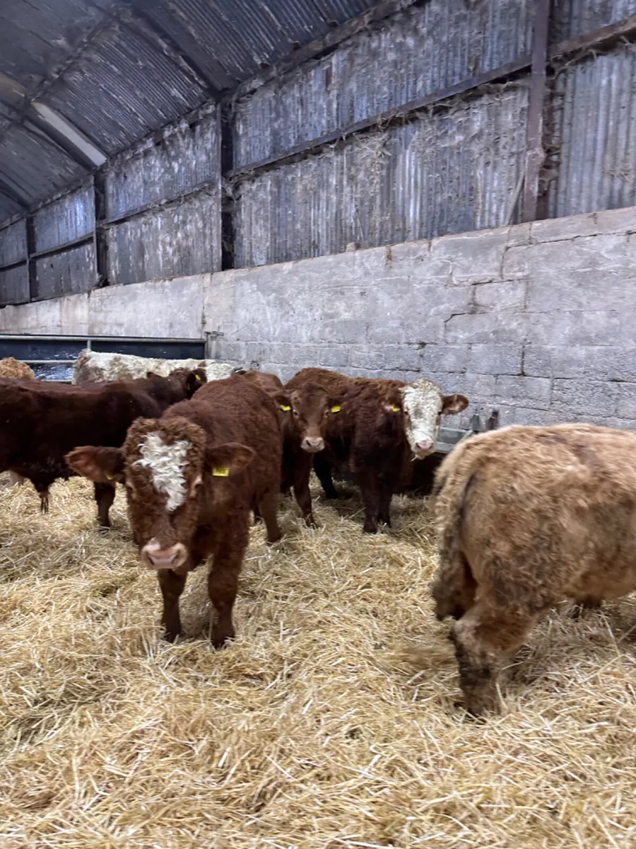 Lim Simmental and Charolais bulls - Image 4