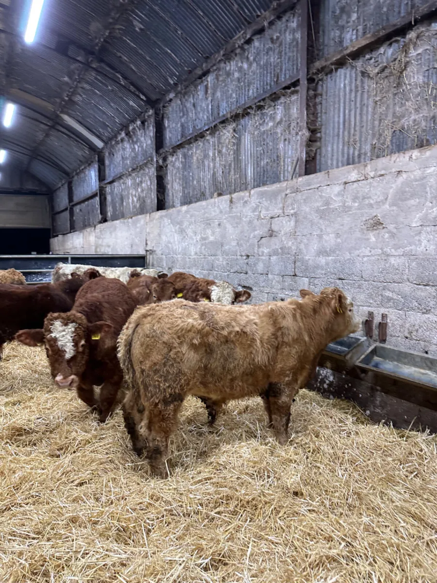 Lim Simmental and Charolais bulls - Image 3