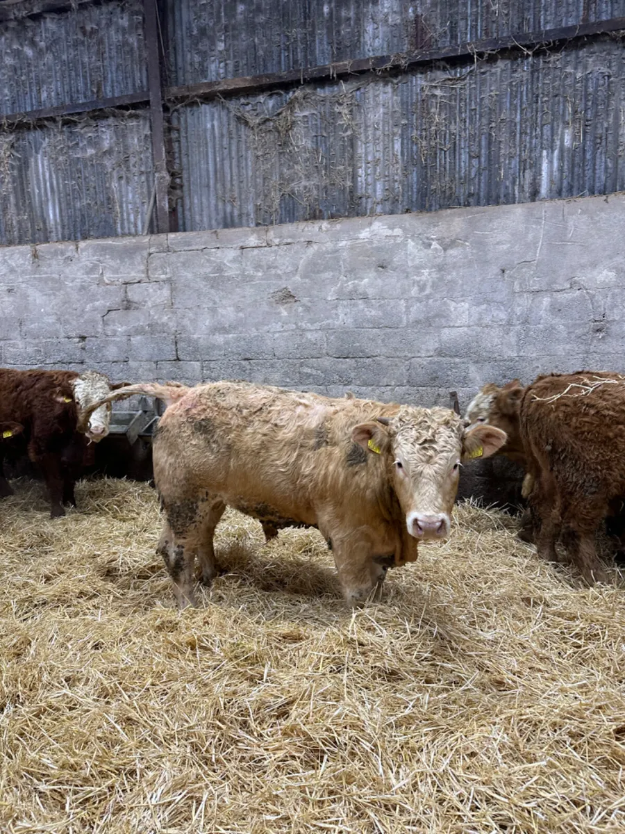 Lim Simmental and Charolais bulls - Image 1