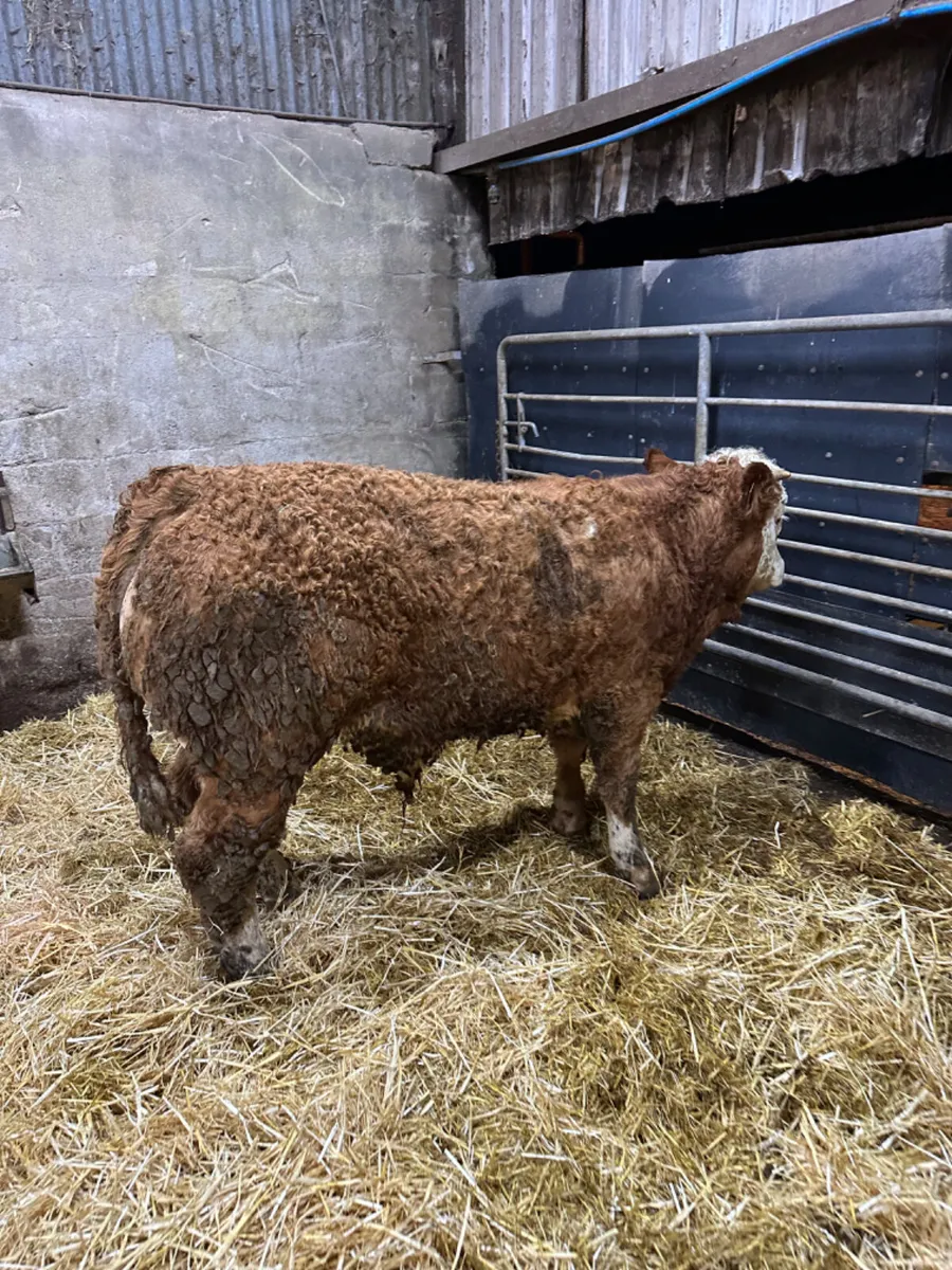 Lim Simmental and Charolais bulls - Image 2
