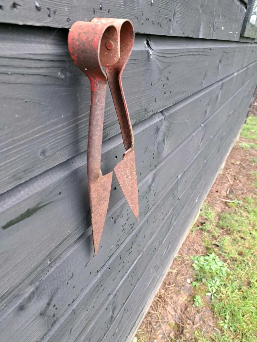 Old sheep sheers - Image 2