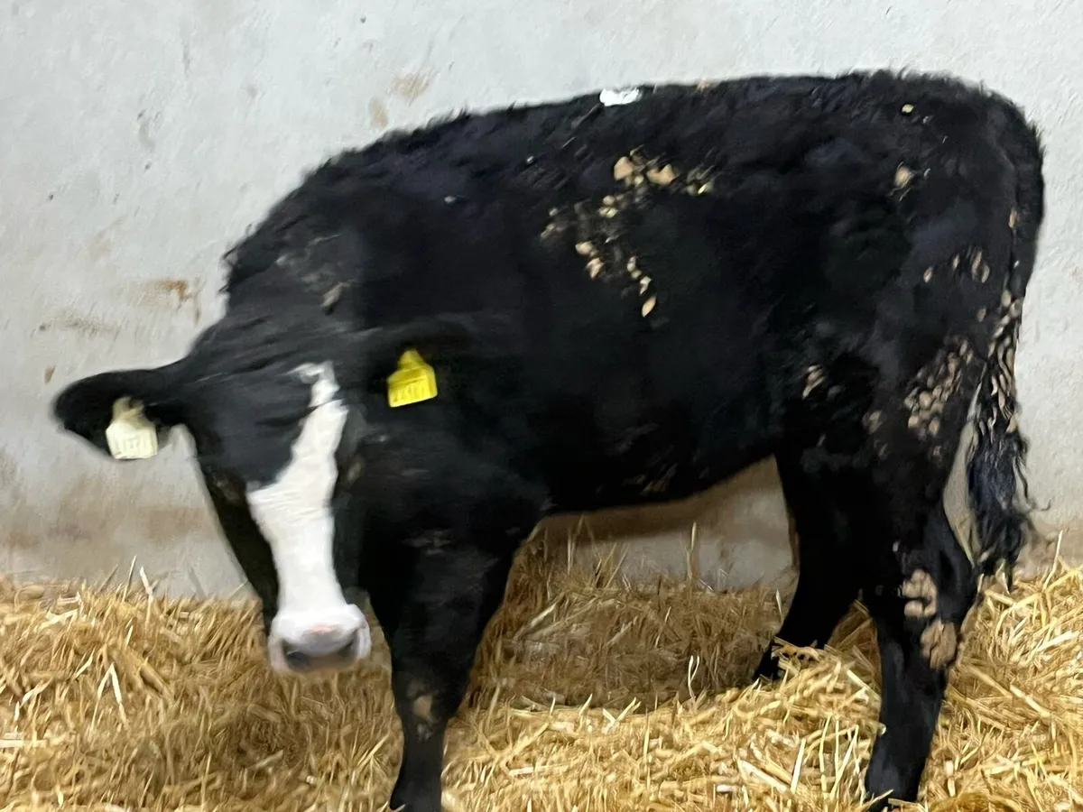 Super Outlying Black Whitehead Heifer Weanlings - Image 2