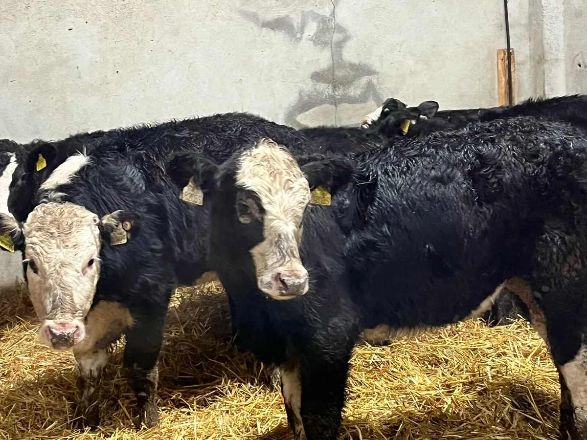 Super Outlying Black Whitehead Heifer Weanlings - Image 4