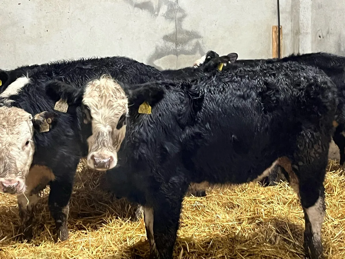 Super Outlying Black Whitehead Heifer Weanlings - Image 1