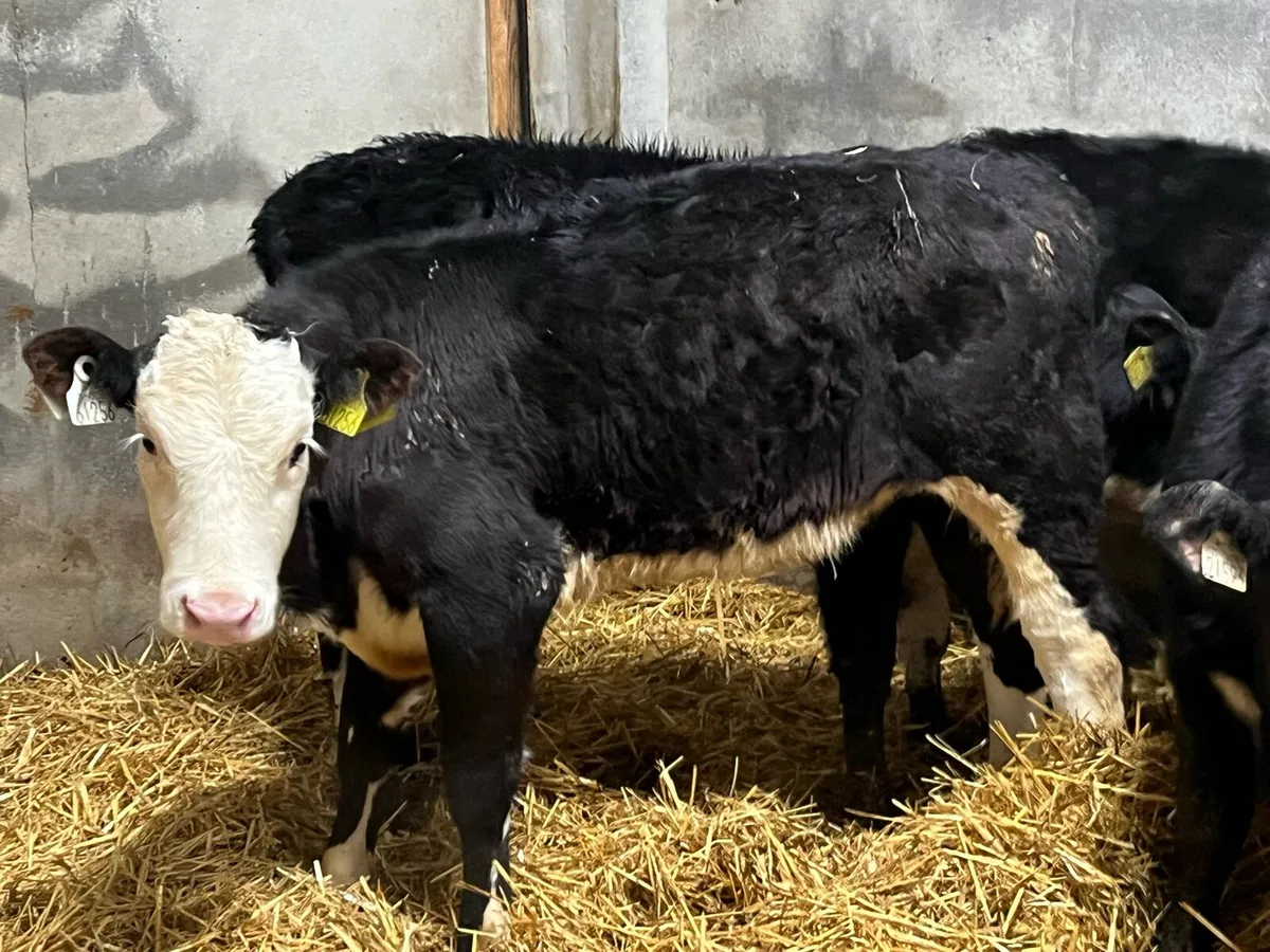 Super Outlying Black Whitehead Heifer Weanlings - Image 3