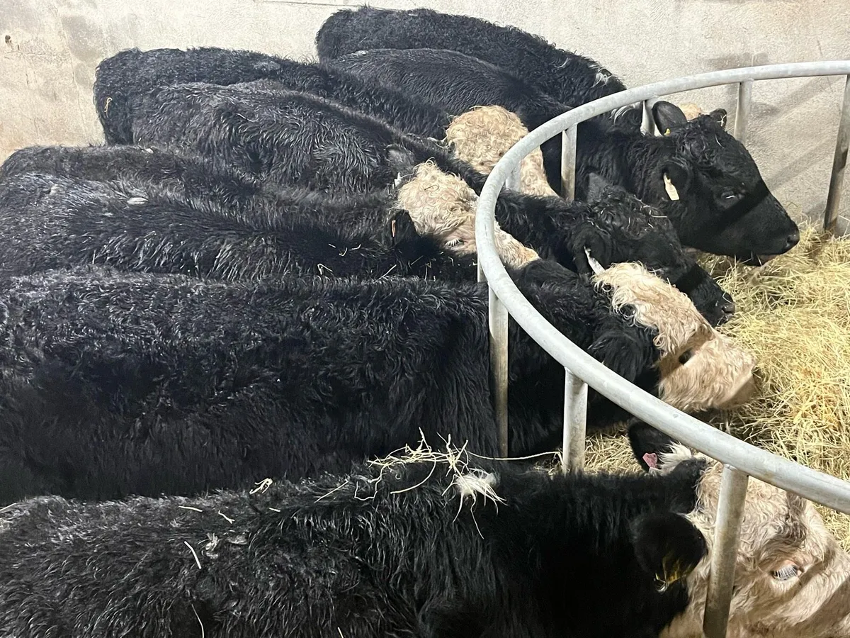 10 Real Proper Outlying Yearlings - Image 1