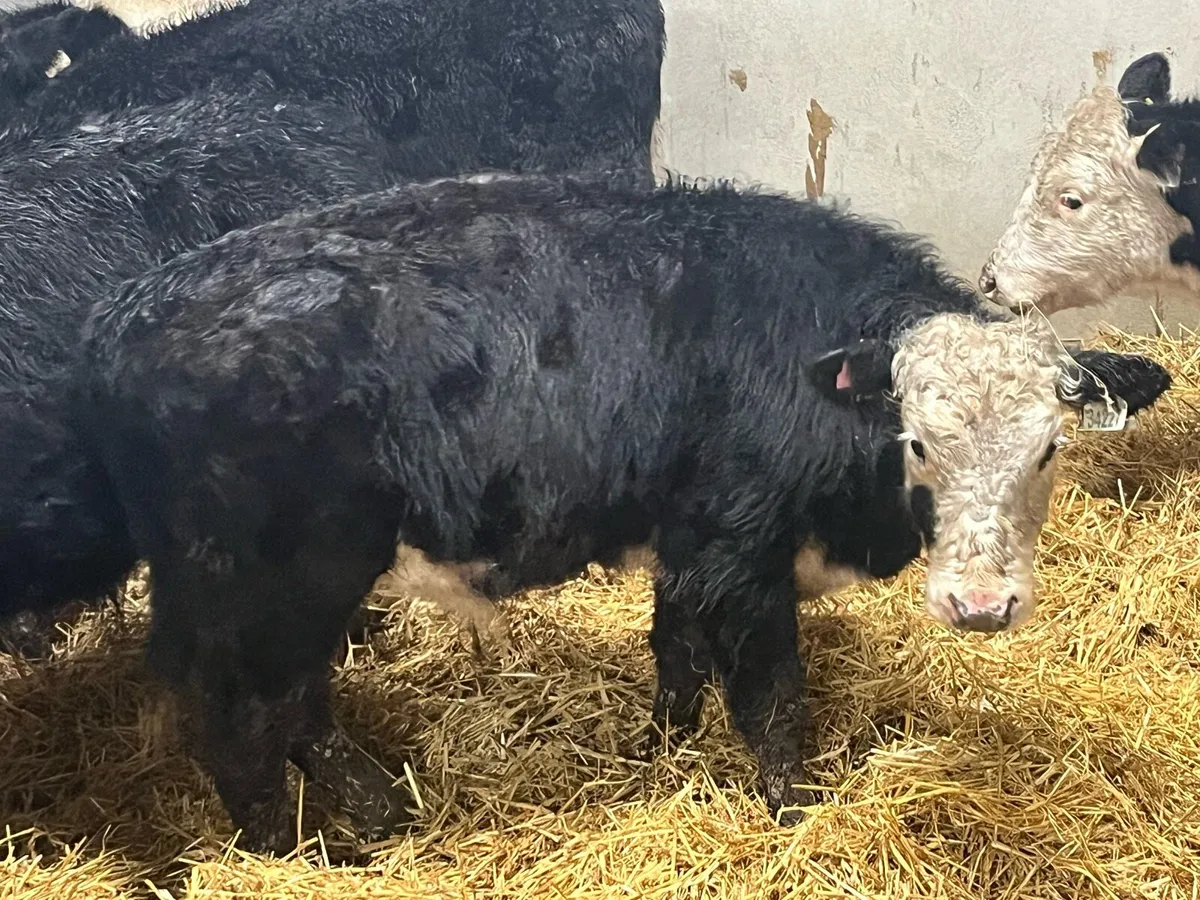 10 Real Proper Outlying Yearlings - Image 3