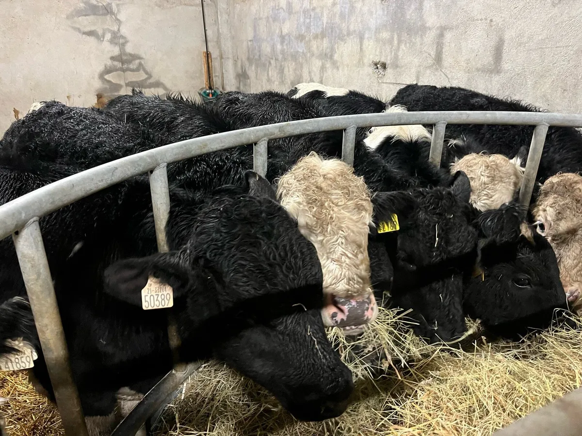 10 Real Proper Outlying Yearlings - Image 4