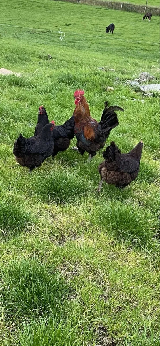 Brahma,copper maran pekin - Image 2