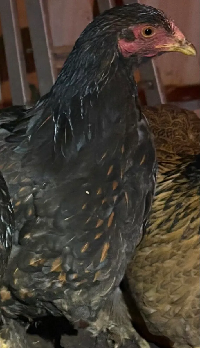 Brahma,copper maran pekin - Image 3