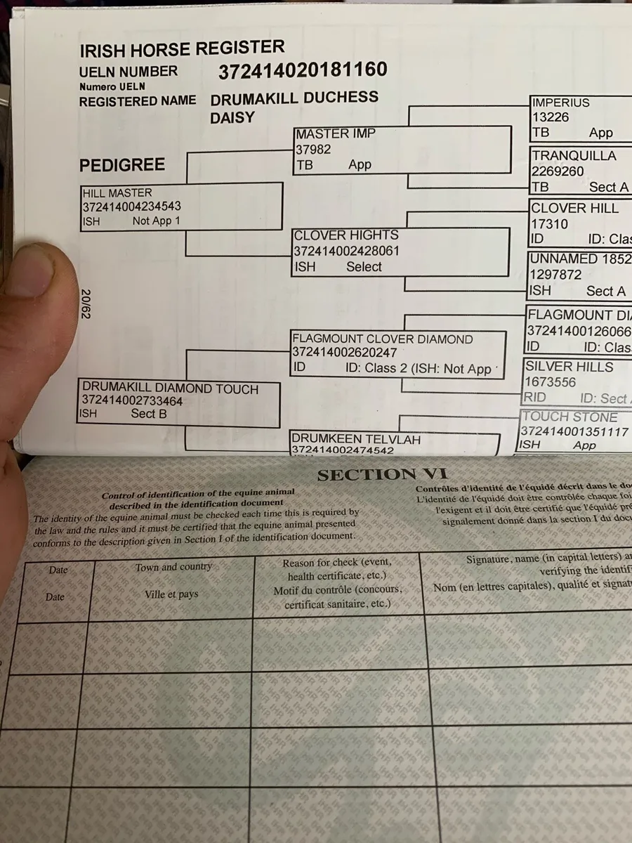 TIH Brood Mare - Image 3