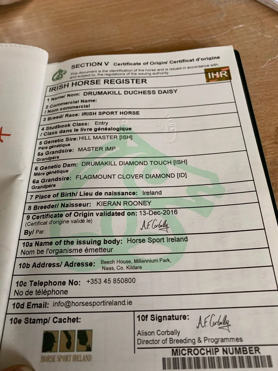 TIH Brood Mare - Image 4