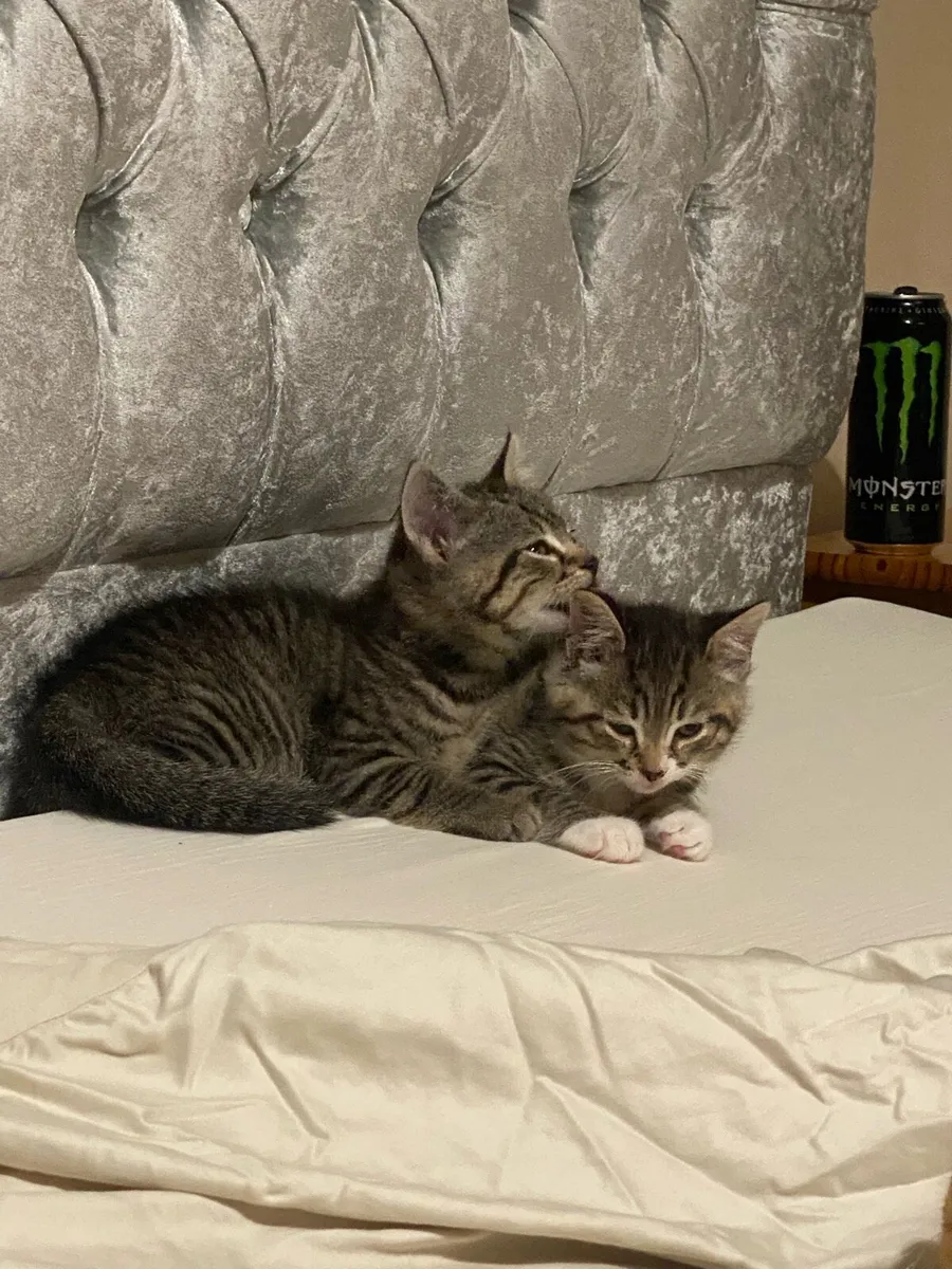 Kittens - Image 3