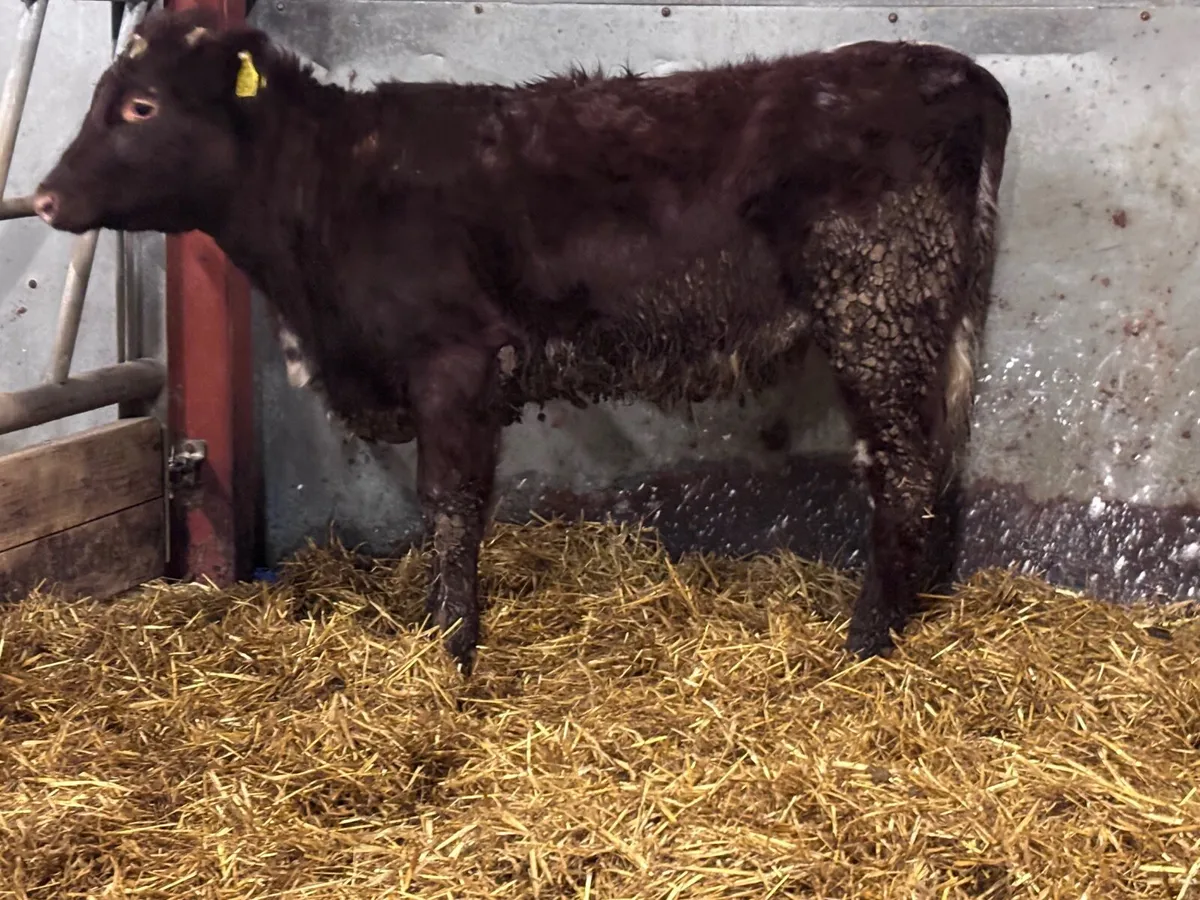 Shorthorn Weanling heifer for sale - Image 3