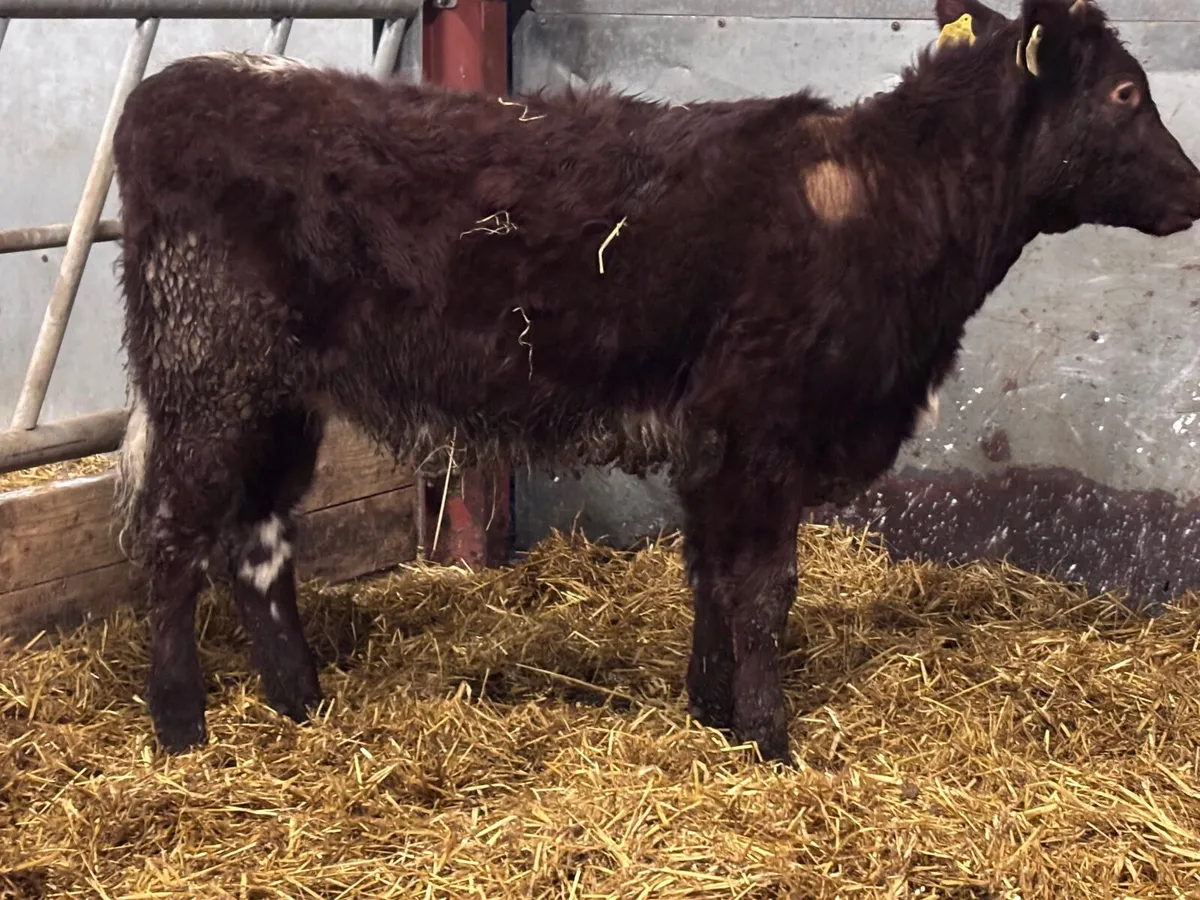 Shorthorn Weanling heifer for sale - Image 4