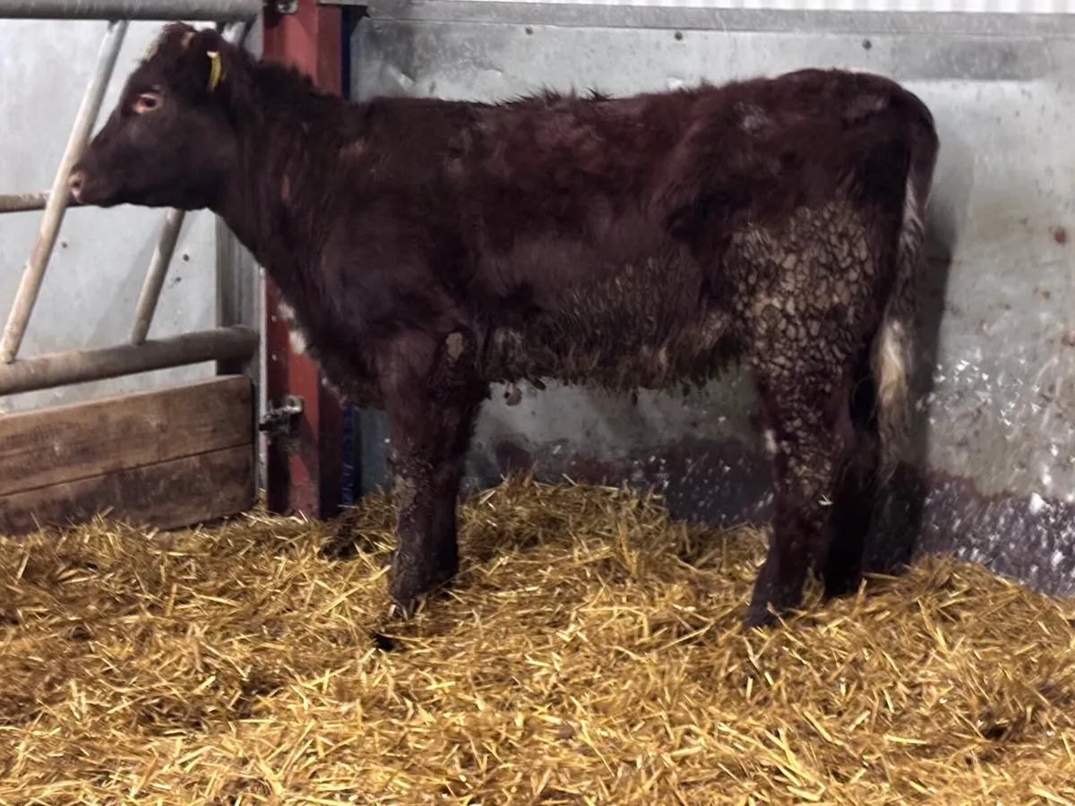 Shorthorn Weanling heifer for sale - Image 2