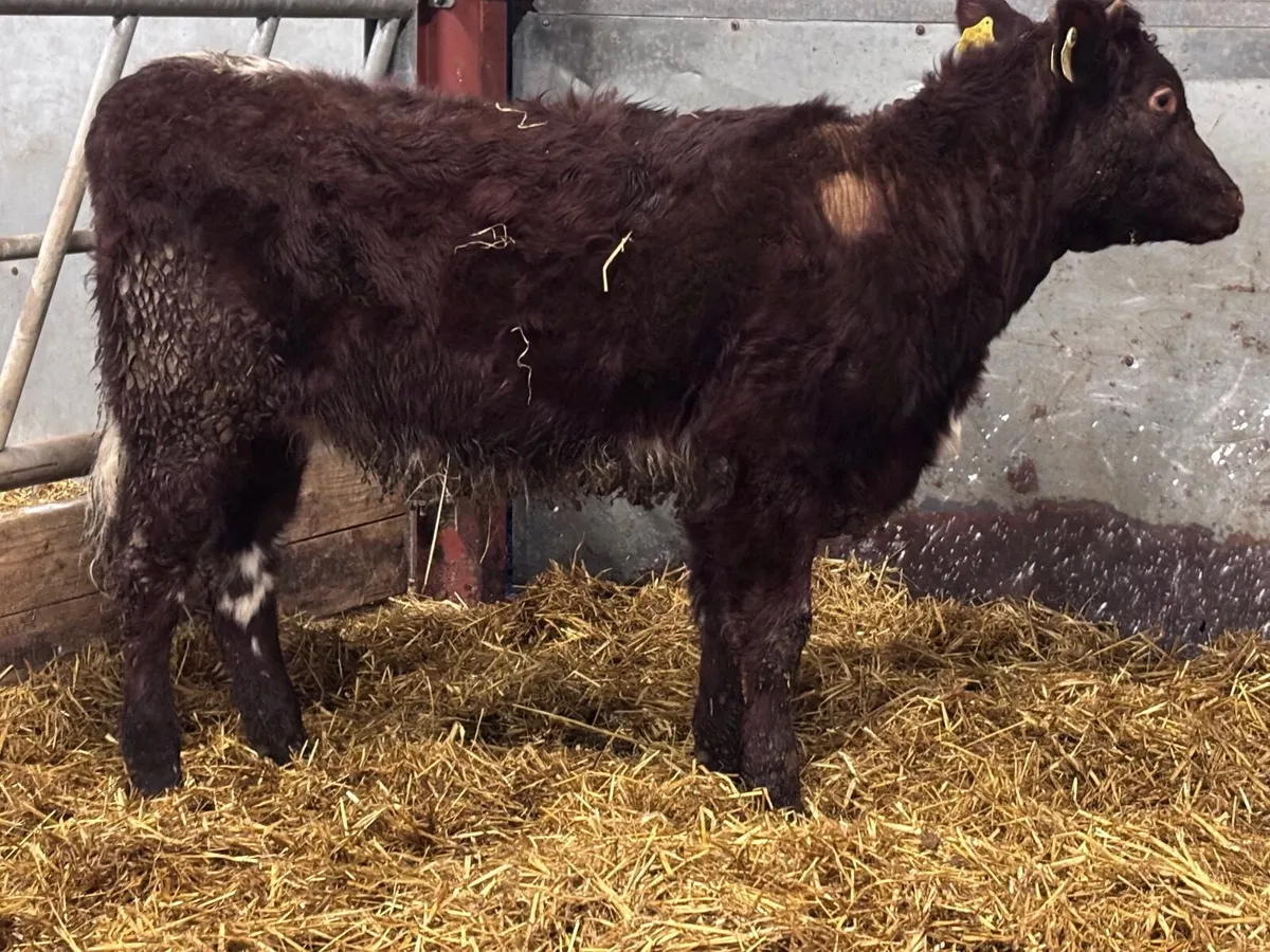 Shorthorn Weanling heifer for sale - Image 1