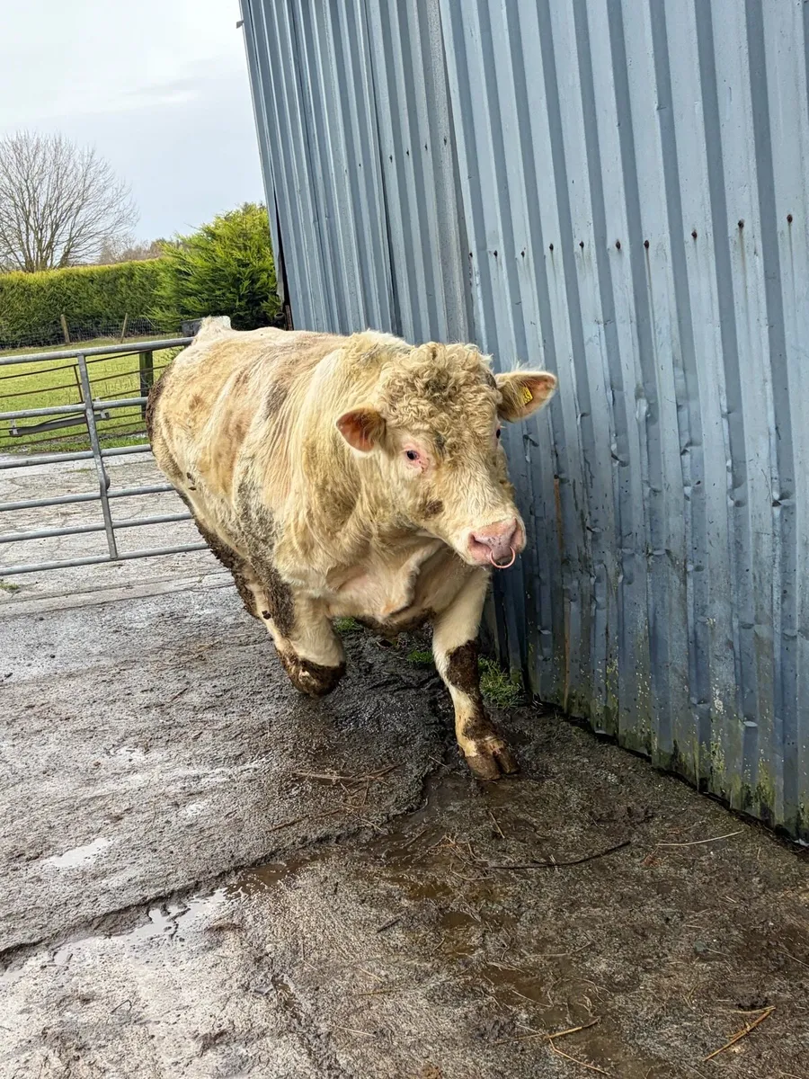 Pedigree Registered Charolais Bull - Image 2
