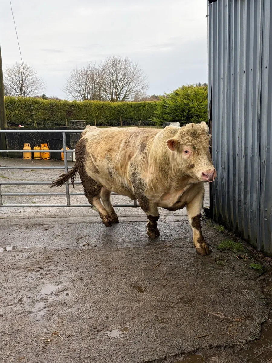 Pedigree Registered Charolais Bull - Image 3