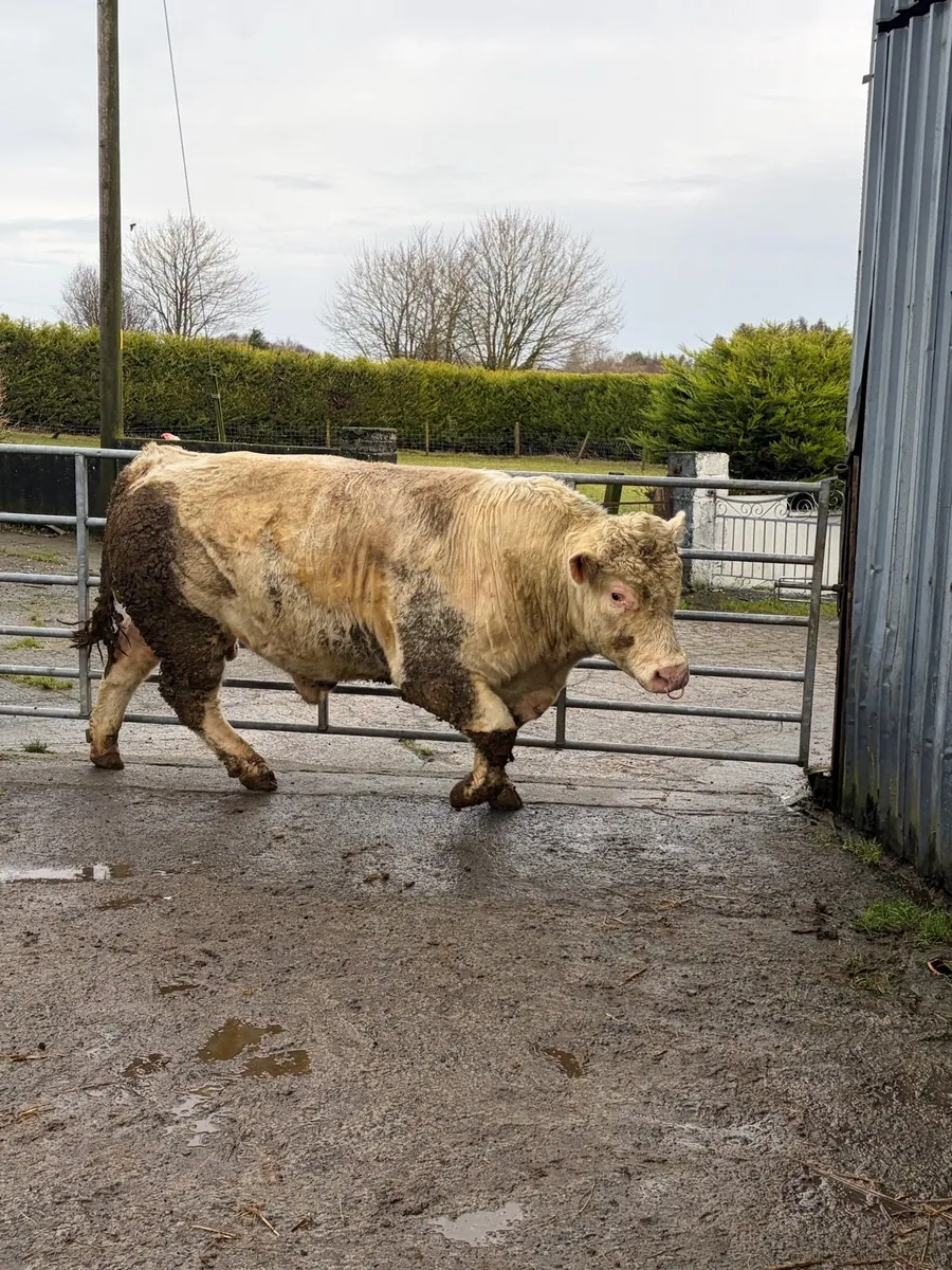 Pedigree Registered Charolais Bull - Image 4