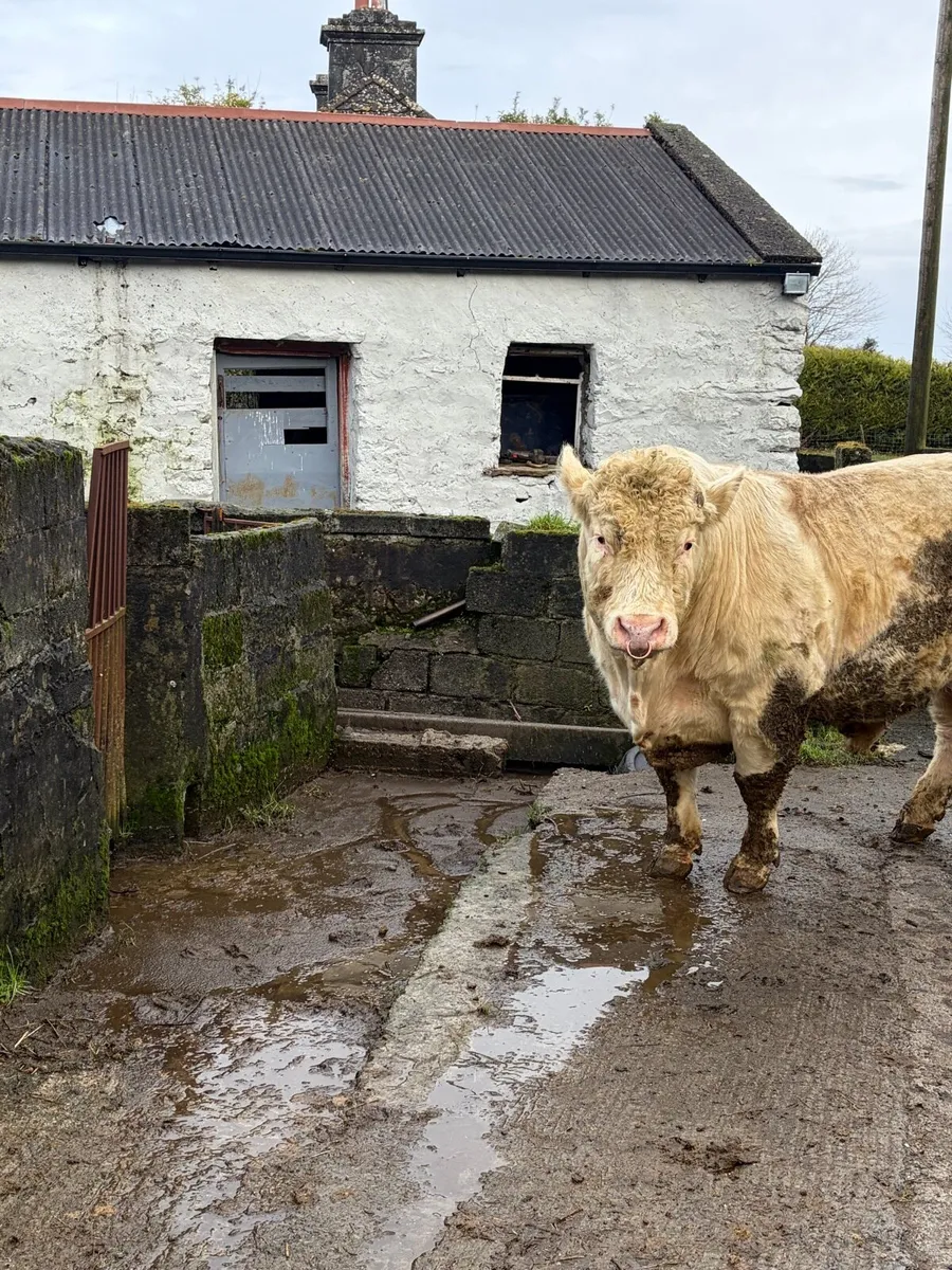 Pedigree Registered Charolais Bull - Image 1