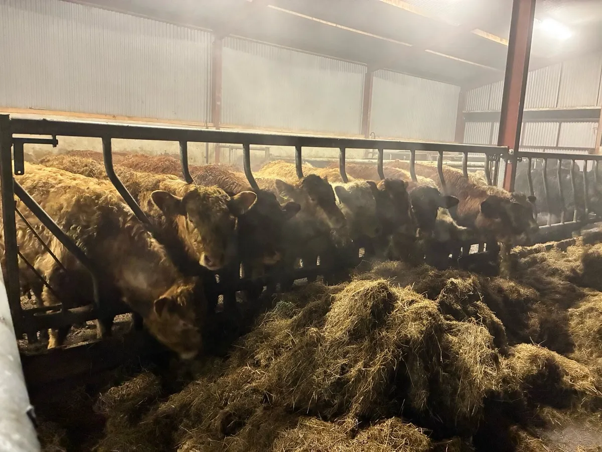 20 smashing Charlie and limousine bullocks - Image 1