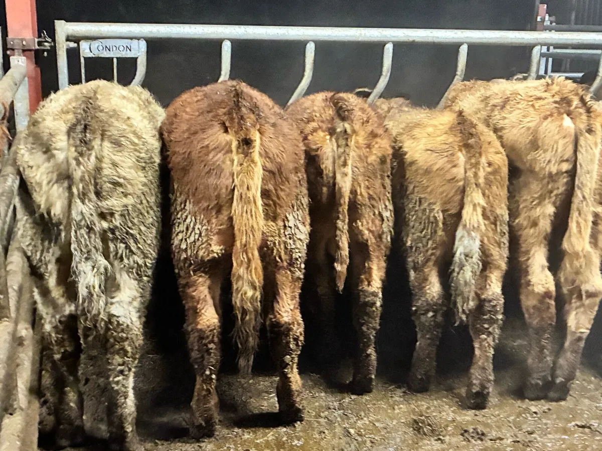 20 smashing Charlie and limousine bullocks - Image 2