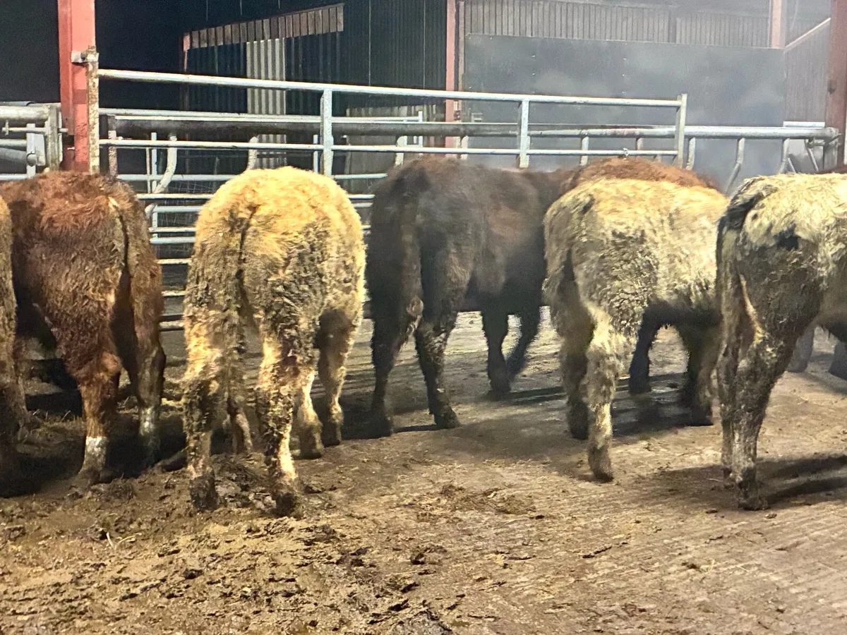 20 smashing Charlie and limousine bullocks - Image 3