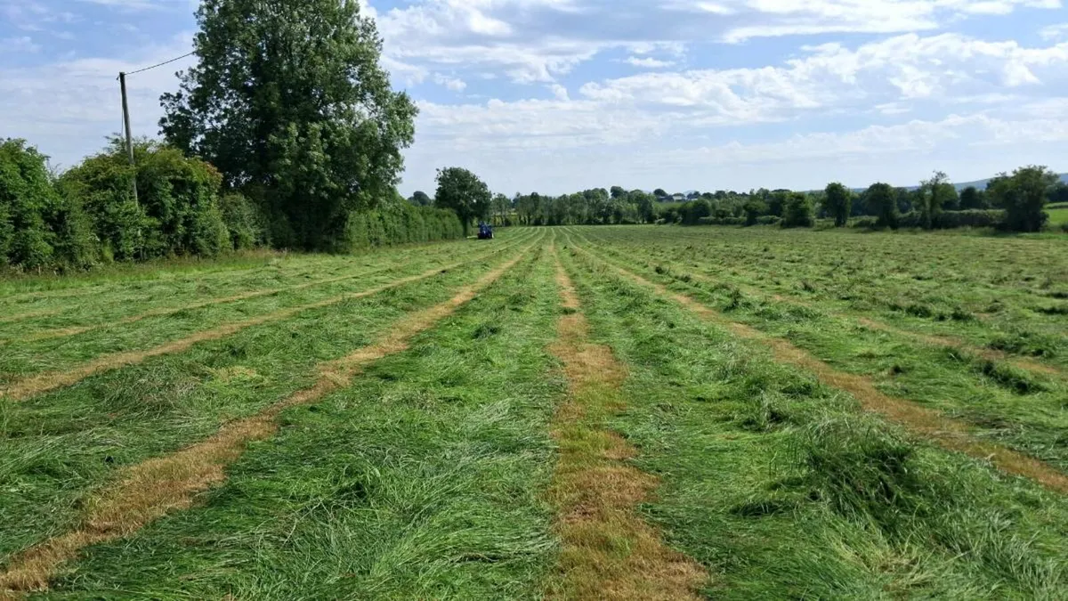 Silage Round Bales - Image 4