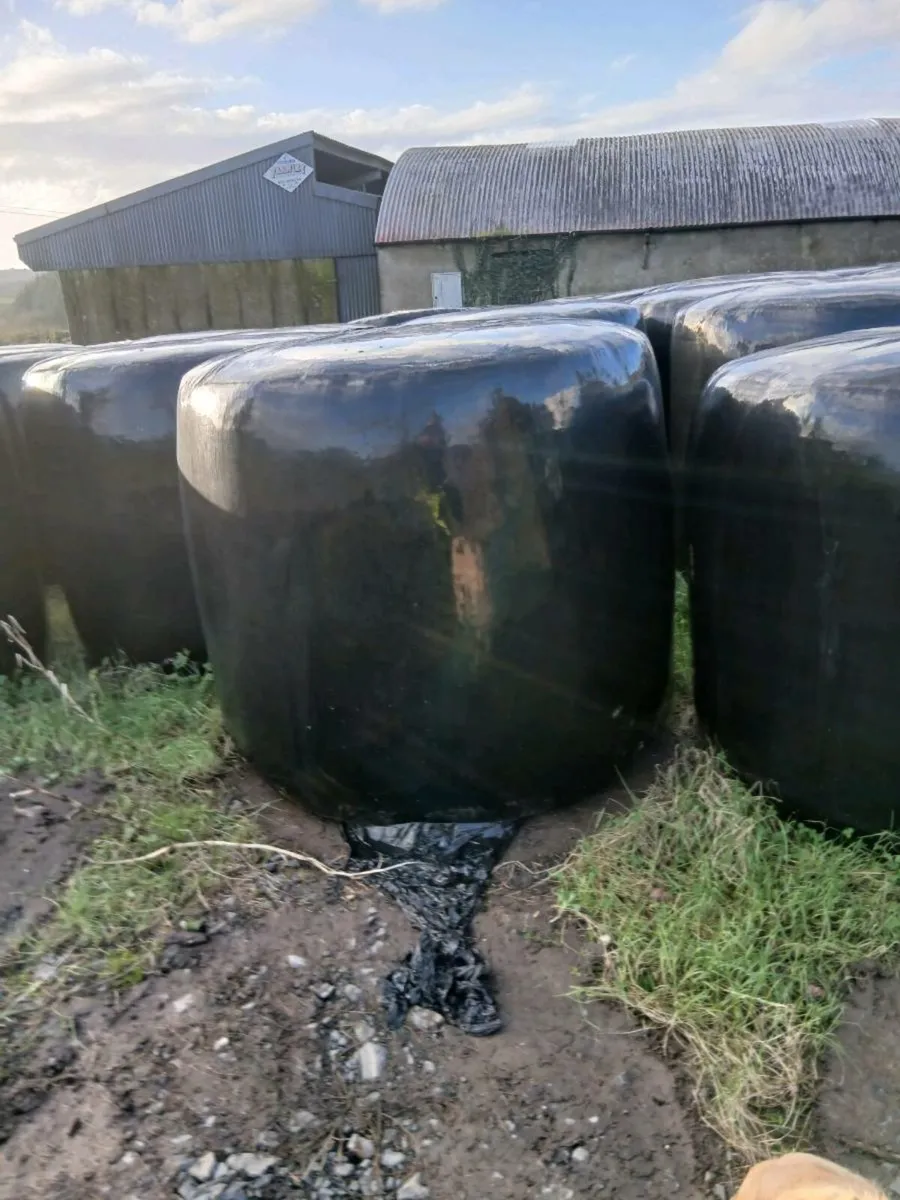 Silage bales