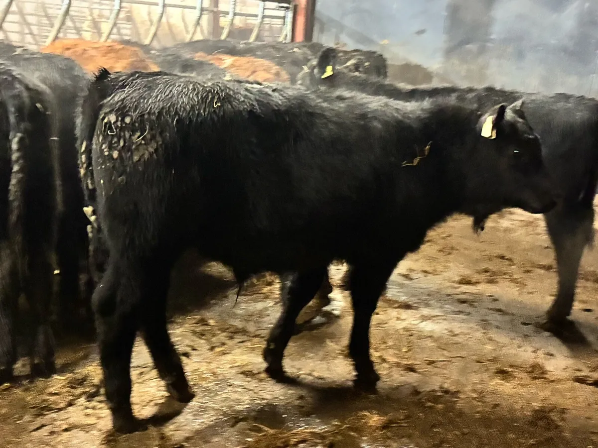 18 super Angus bullocks for sale - Image 3