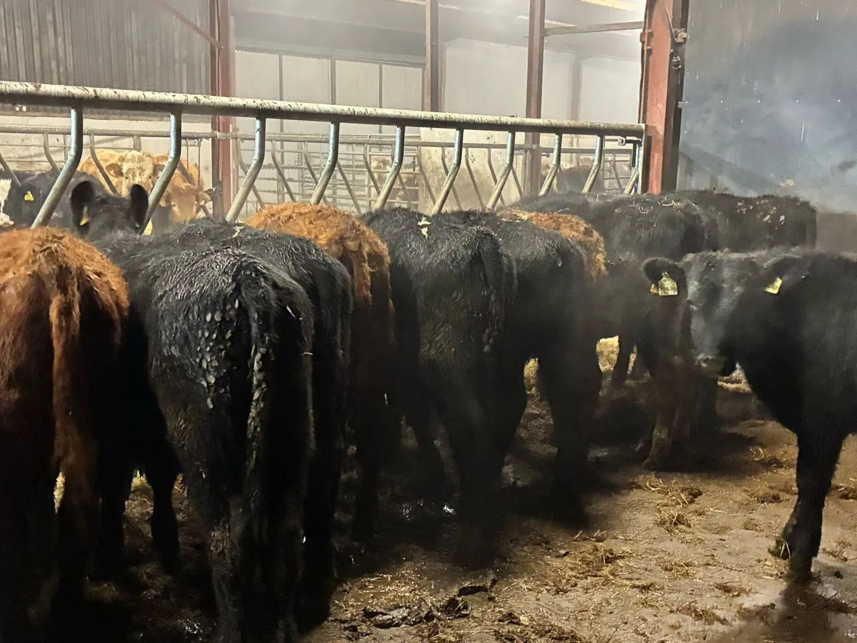 18 super Angus bullocks for sale - Image 4
