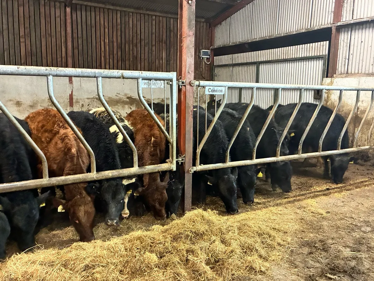 18 super Angus bullocks for sale - Image 1