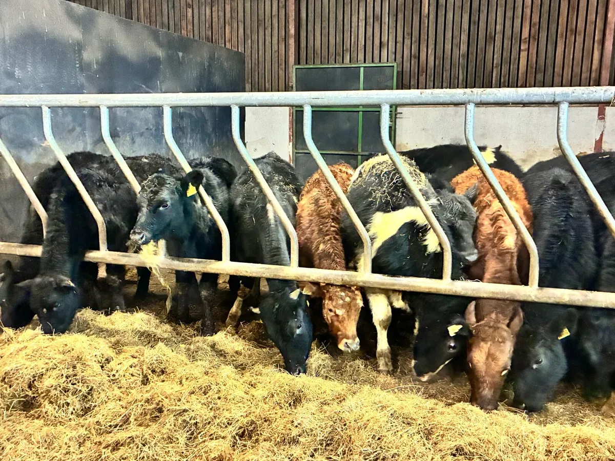 18 super Angus bullocks for sale - Image 2