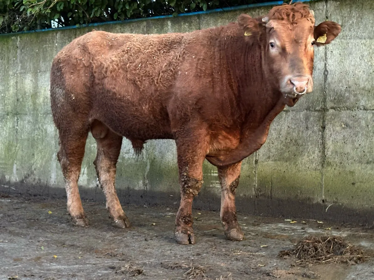 PBR Mature Limousin Bull - Image 1