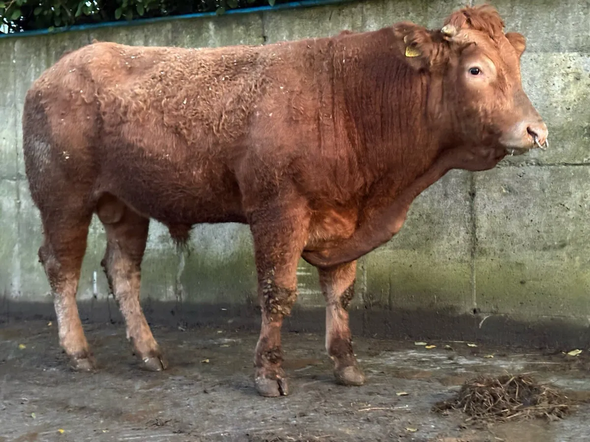 PBR Mature Limousin Bull - Image 2