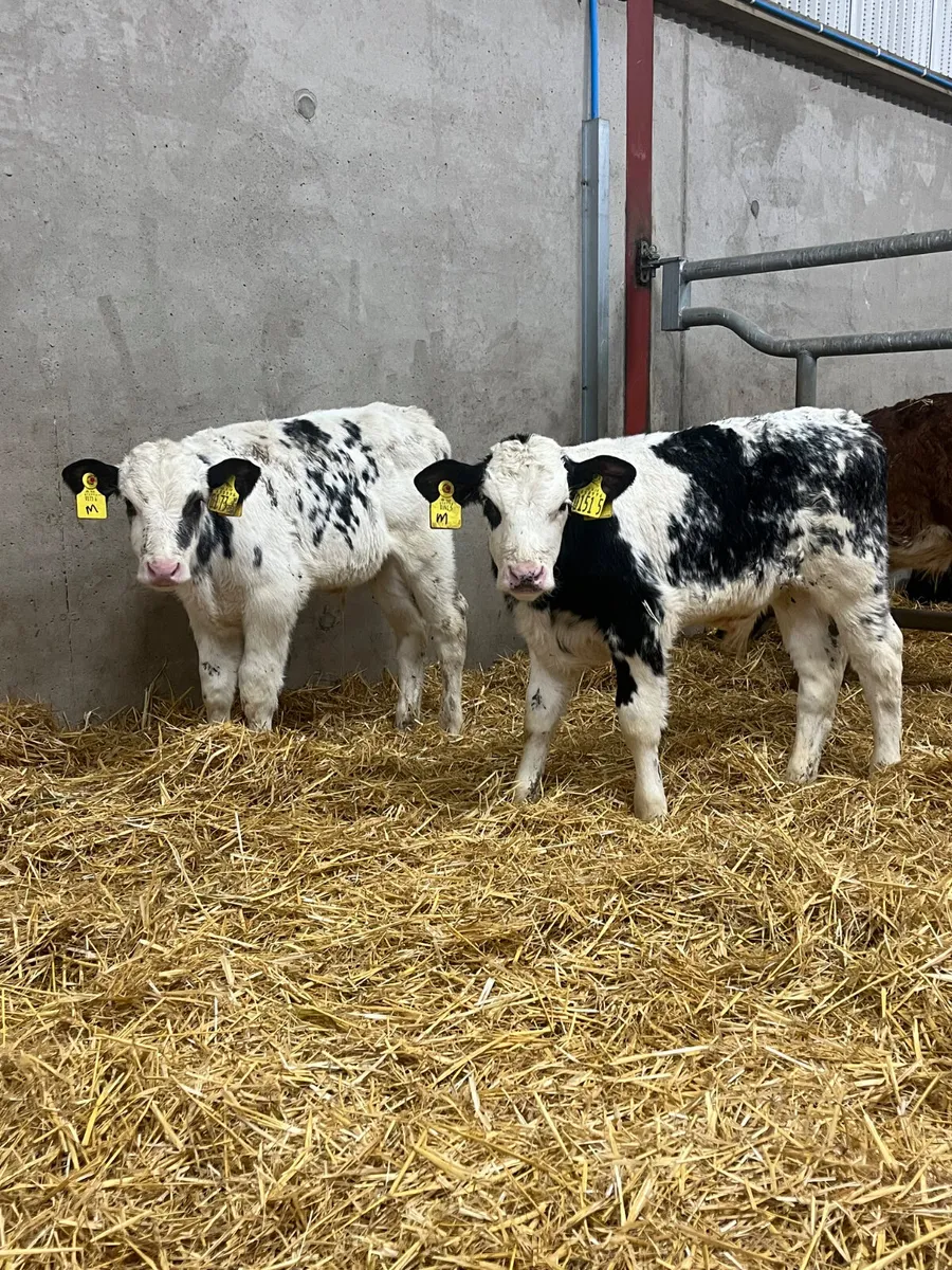 5 Strong Bull Calves - Image 3