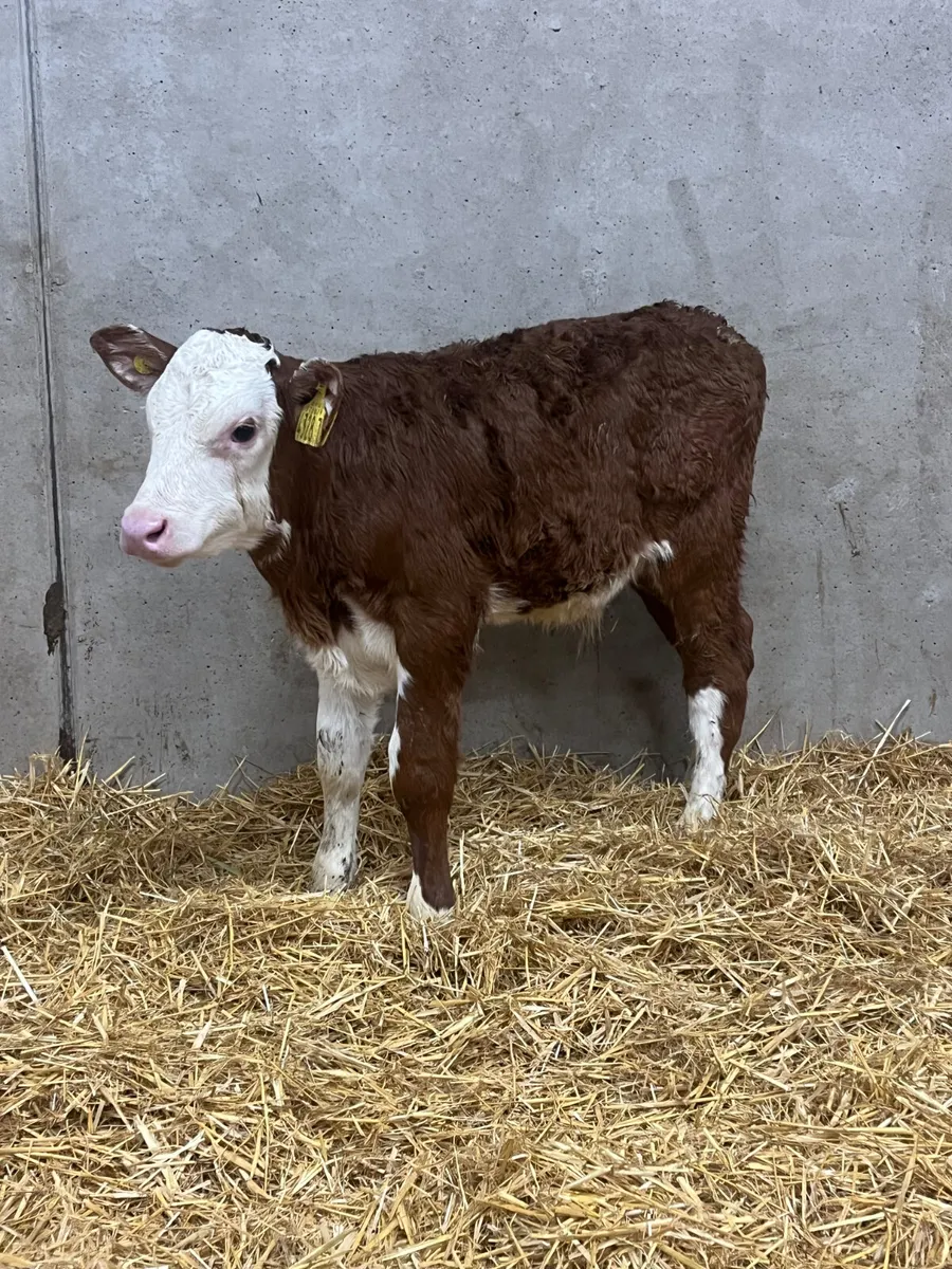 5 Strong Bull Calves - Image 4