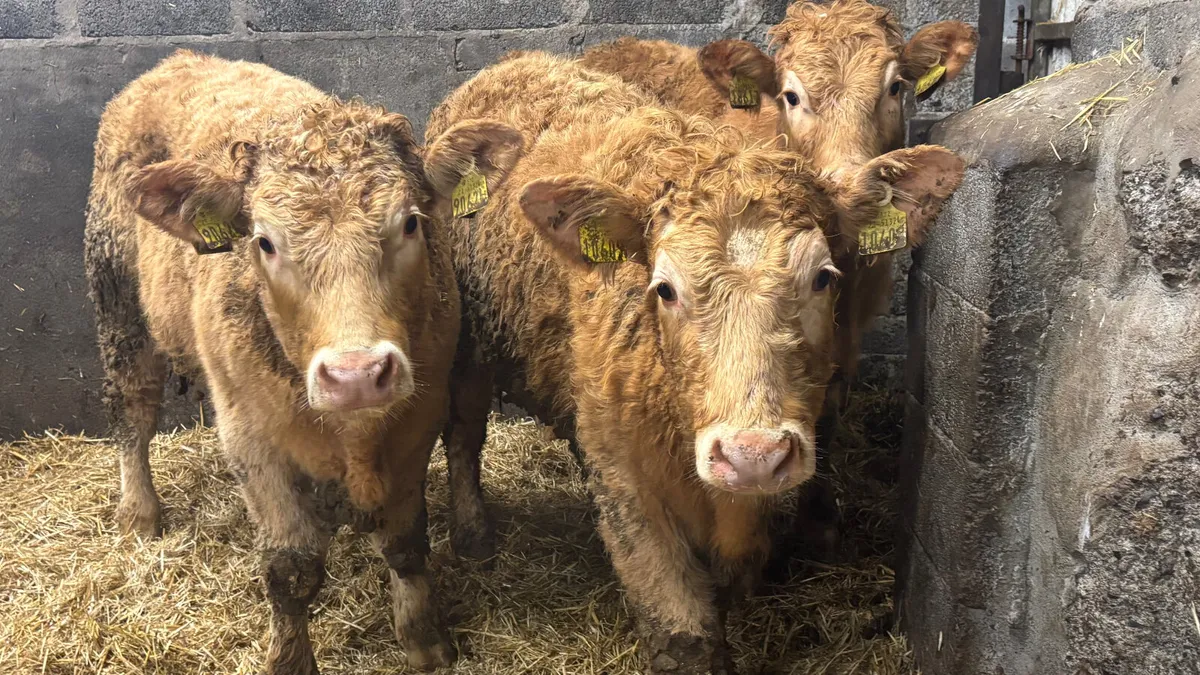 3 Super Golden Charolais Heifer Wealings - Image 3