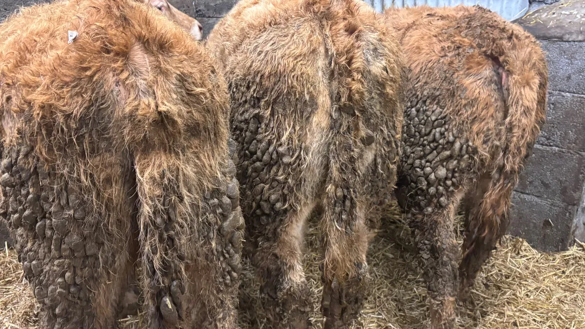 3 Super Golden Charolais Heifer Wealings - Image 2