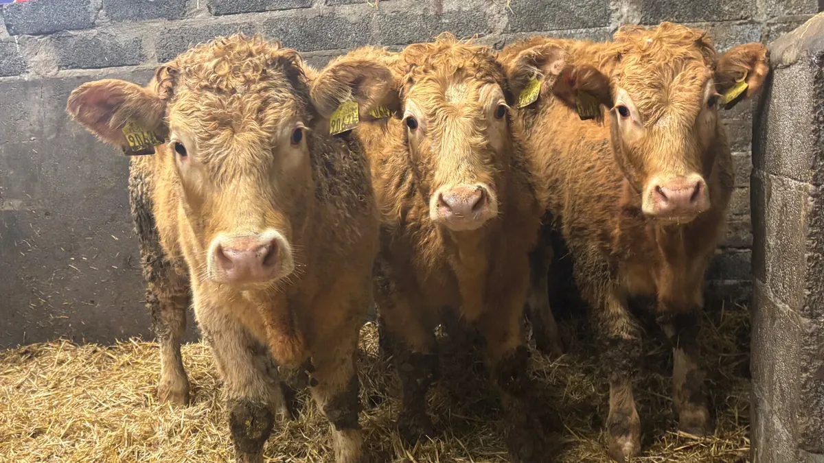 3 Super Golden Charolais Heifer Wealings - Image 4