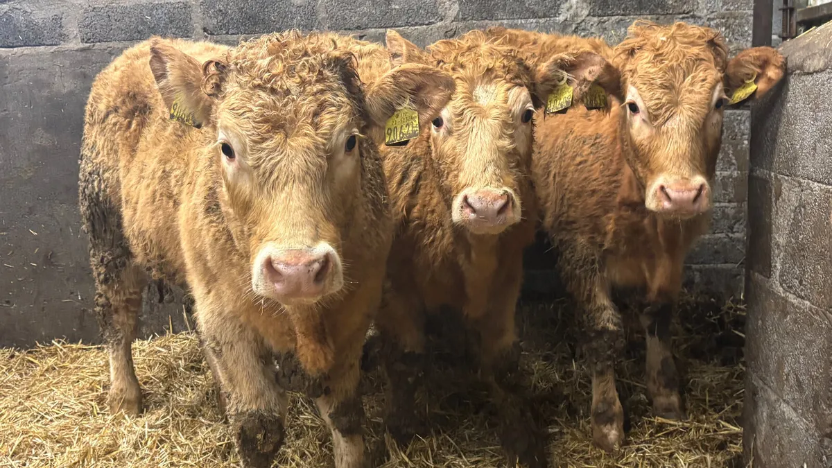 3 Super Golden Charolais Heifer Wealings - Image 1