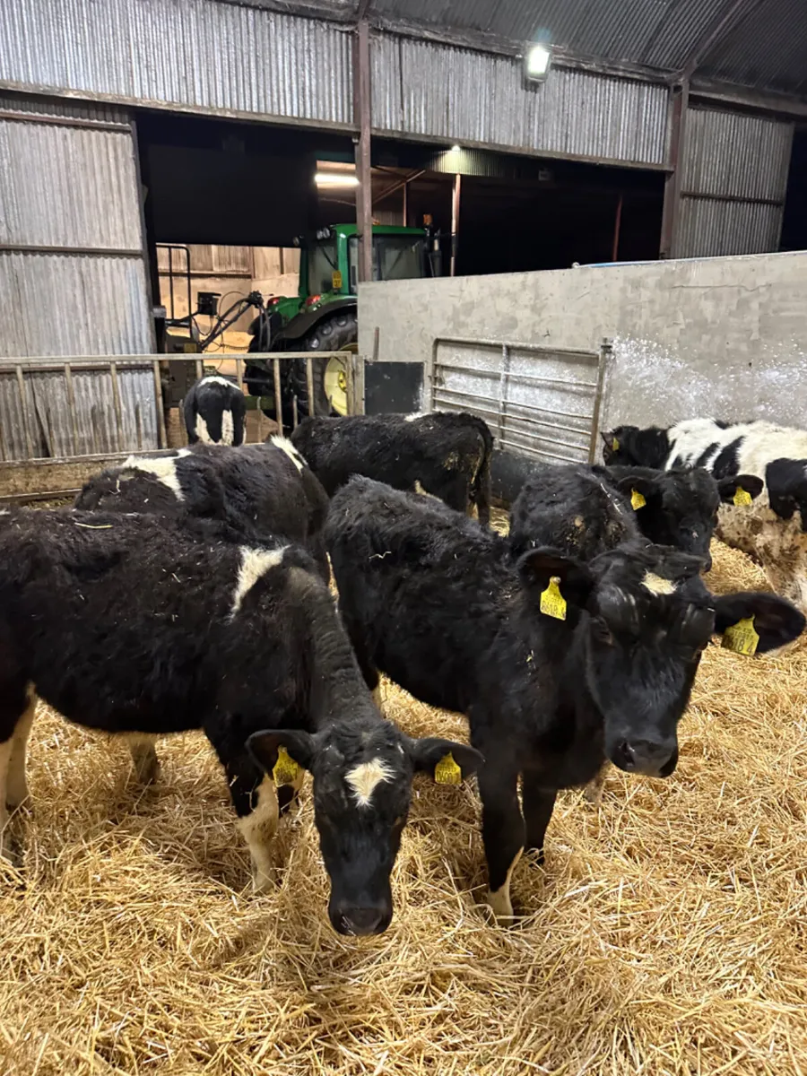 Friesian bulls - Image 3